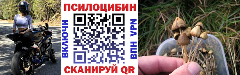Псилоцибиновые грибы GOLDEN TEACHER  где купить наркоту  Суровикино 